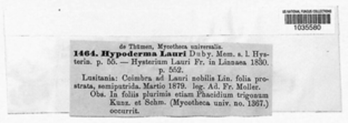 Lophodermium lauri image